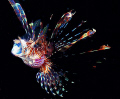   Lionfish... Kulau... East New Britain PNG. Lionfish Kulau PNG  